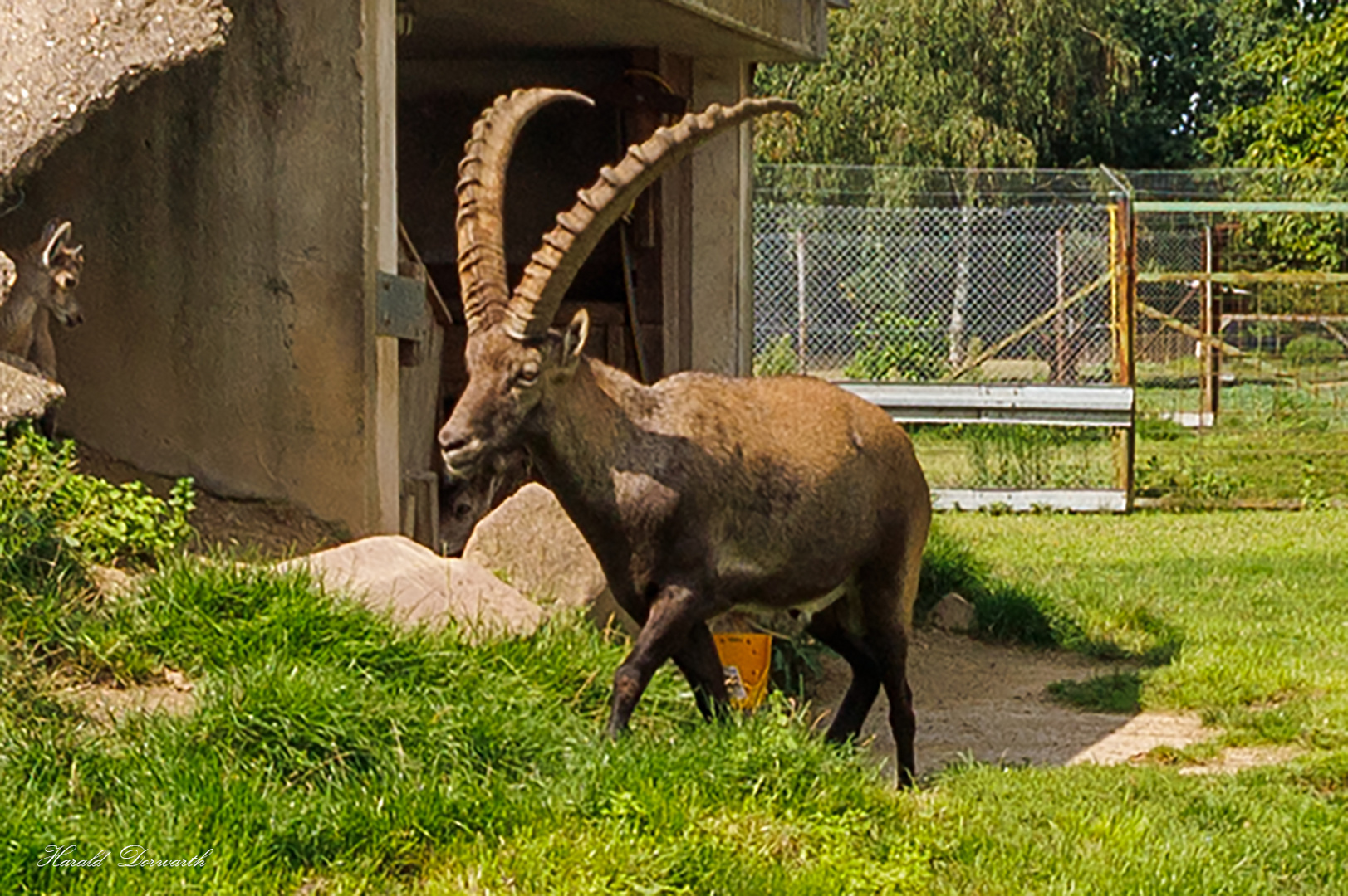 Alpensteinbock (Capra ibex)