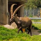 Alpensteinbock (Capra ibex)