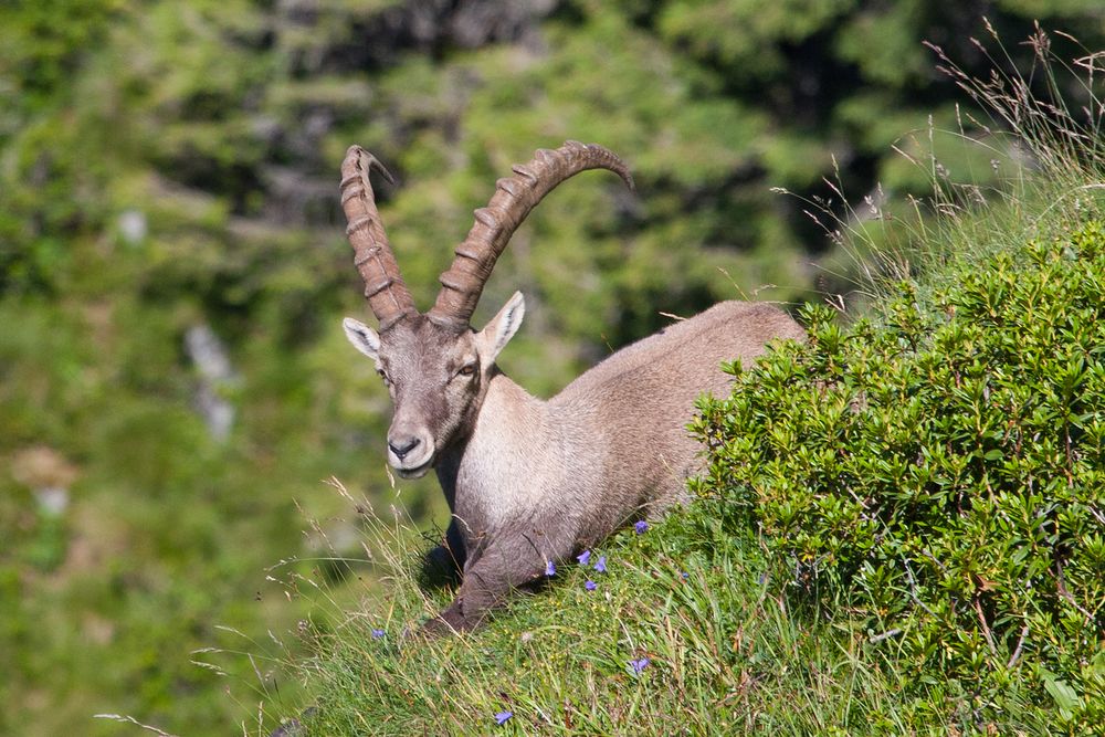 Alpensteinbock (Capra ibex)