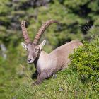 Alpensteinbock (Capra ibex)