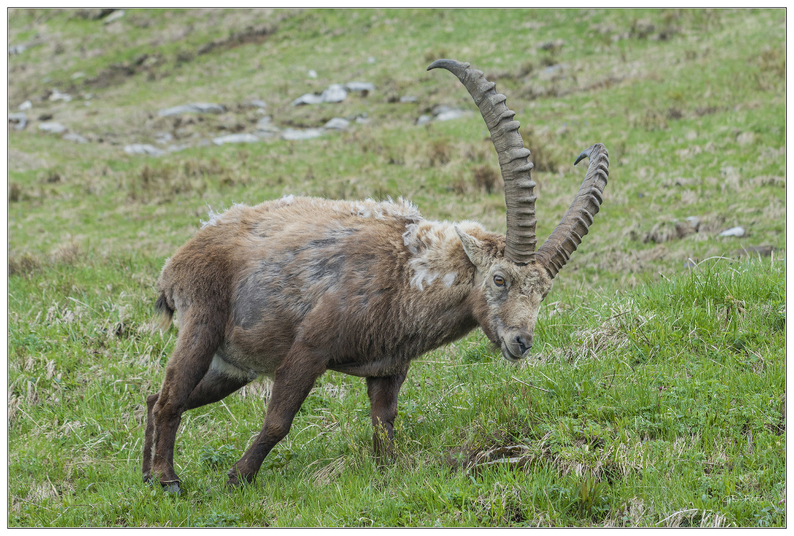 Alpensteinbock / Capra ibex