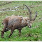 Alpensteinbock / Capra ibex