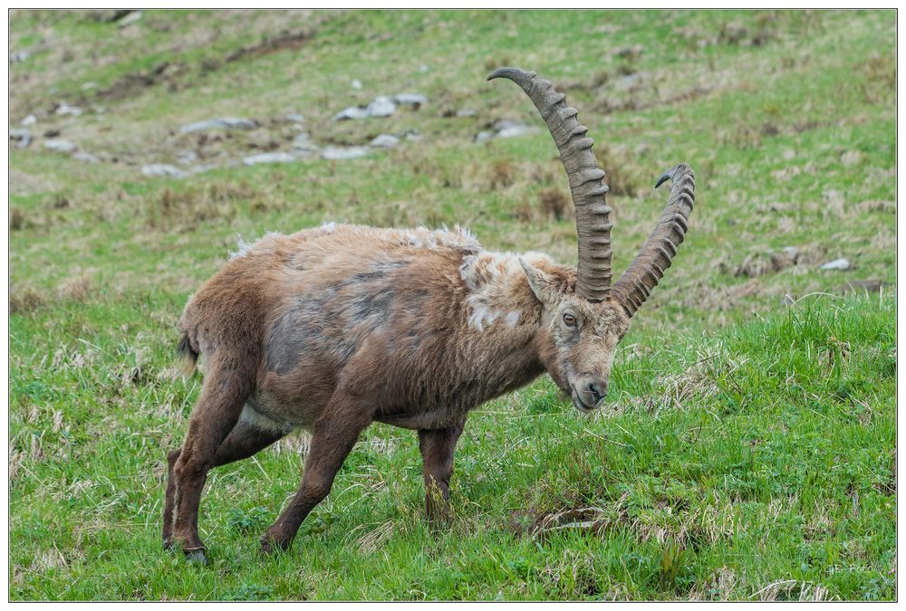Alpensteinbock / Capra ibex