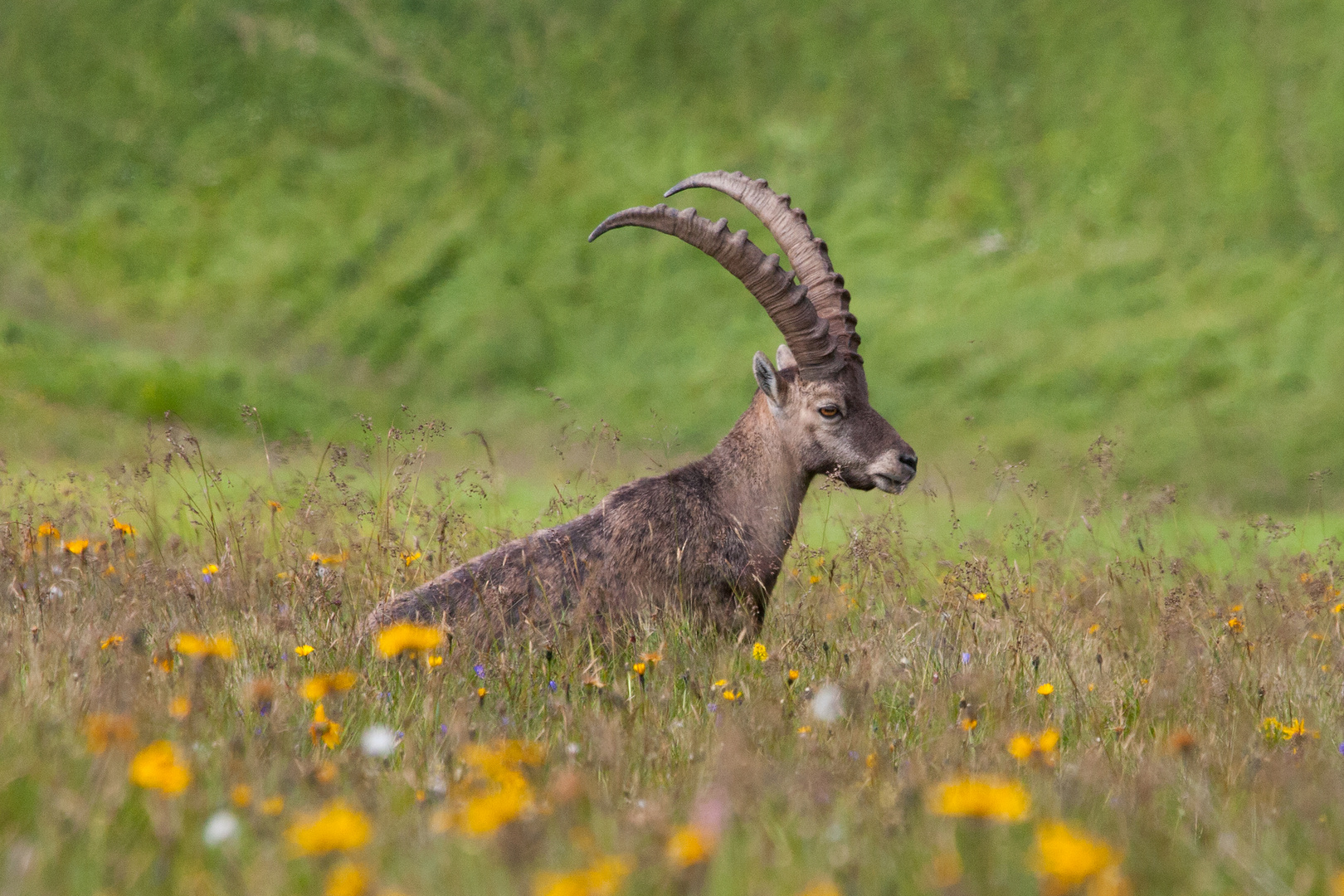 Alpensteinbock (Capra ibex)