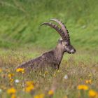 Alpensteinbock (Capra ibex)