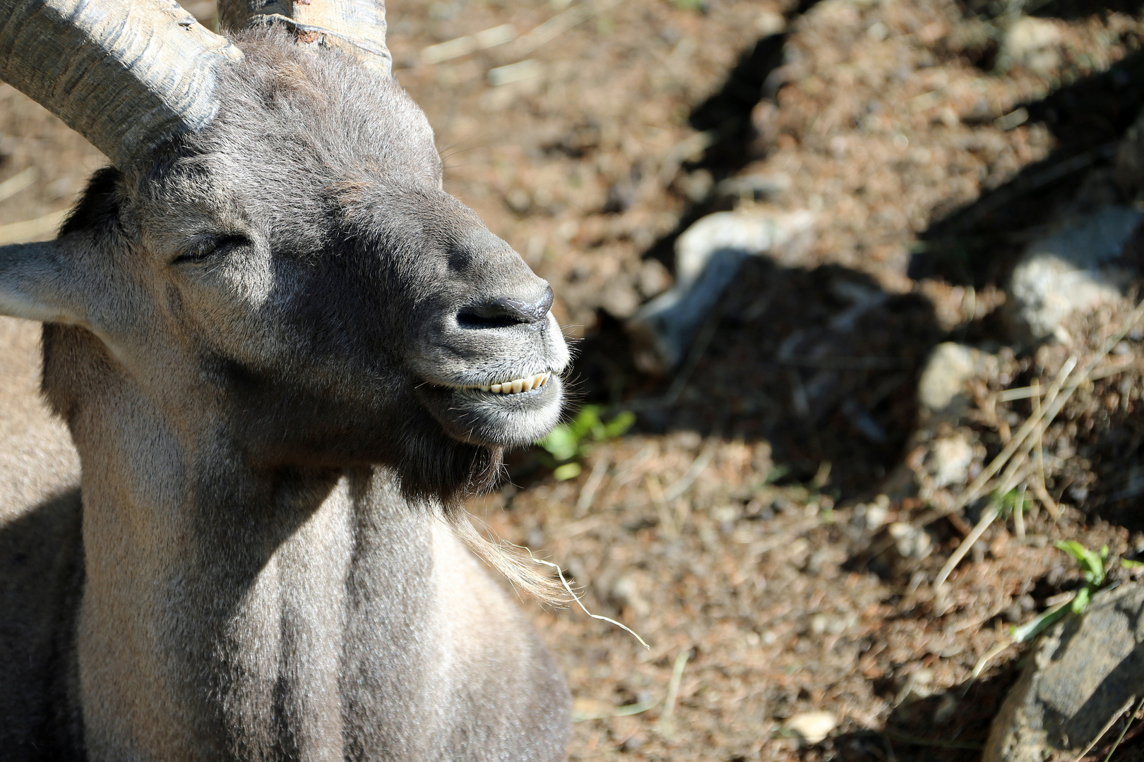 Alpensteinbock  -Capra ibex-