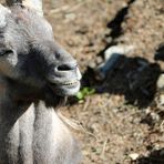 Alpensteinbock  -Capra ibex-