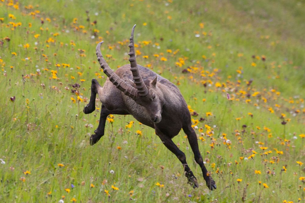 Alpensteinbock (Capra ibex)