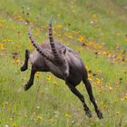 Alpensteinbock (Capra ibex)