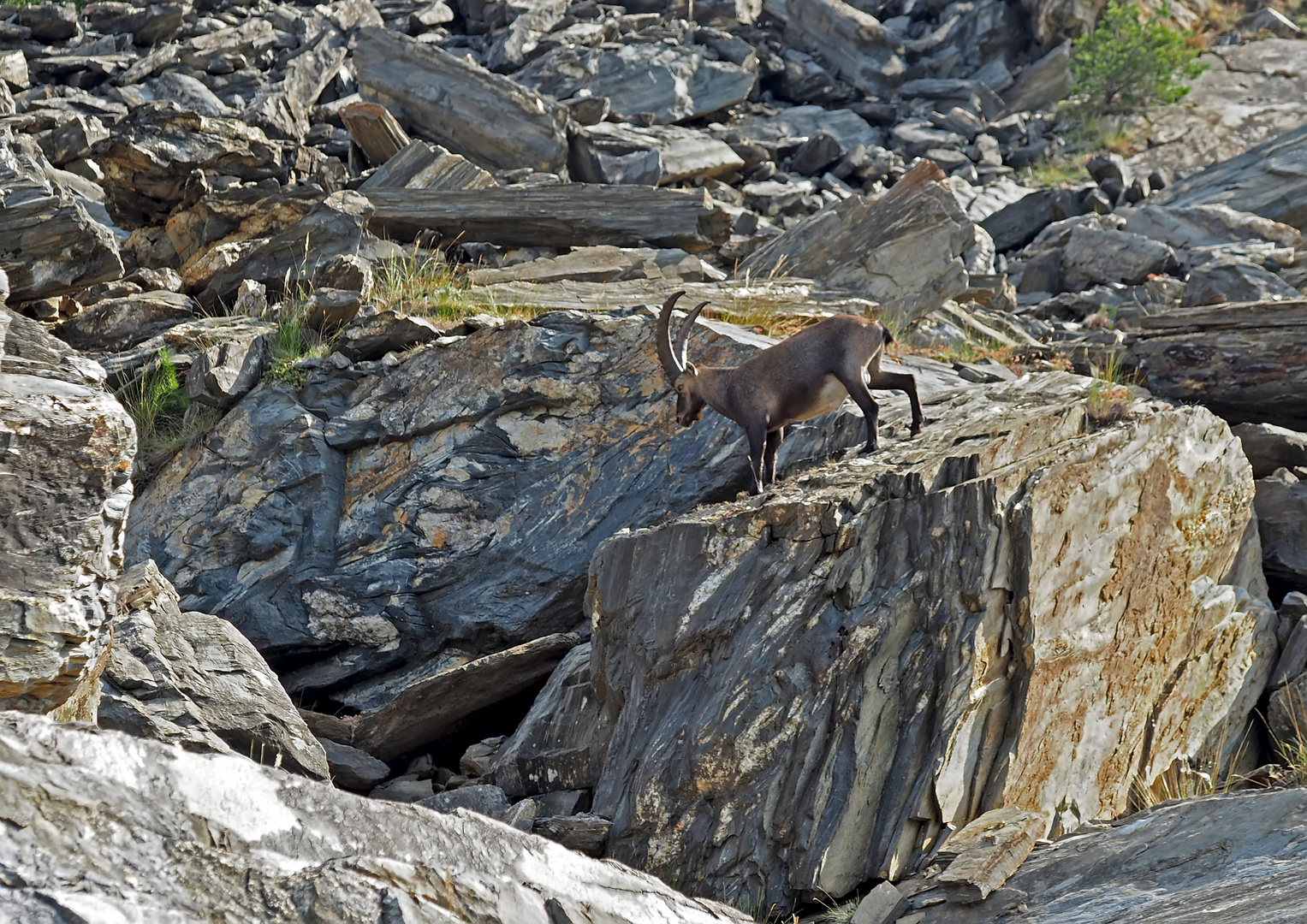 Alpensteinbock (Capra ibex) - Bouquetin des Alpes 