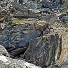 Alpensteinbock (Capra ibex) - Bouquetin des Alpes 