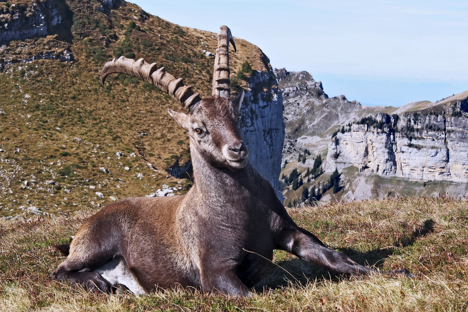  Alpensteinbock (Capra ibex) - Bouquetin des Alpes.