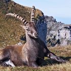  Alpensteinbock (Capra ibex) - Bouquetin des Alpes.