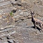Alpensteinbock (Capra ibex). - Bouquetin des Alpes.