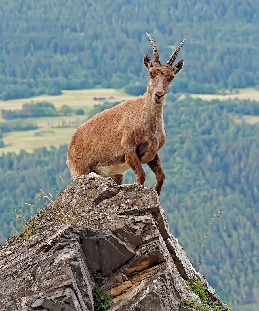 Alpensteinbock (Capra ibex) - Bouquetin des Alpes.