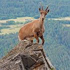 Alpensteinbock (Capra ibex) - Bouquetin des Alpes.