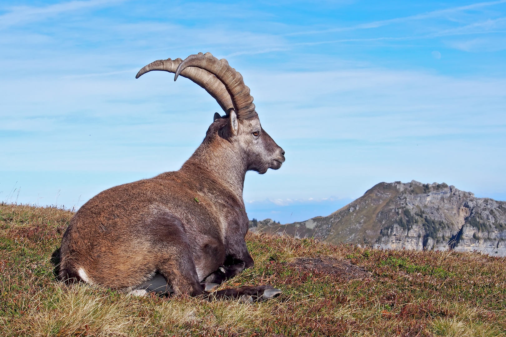  Alpensteinbock (Capra ibex) - Bouquetin des Alpes.