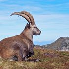  Alpensteinbock (Capra ibex) - Bouquetin des Alpes.