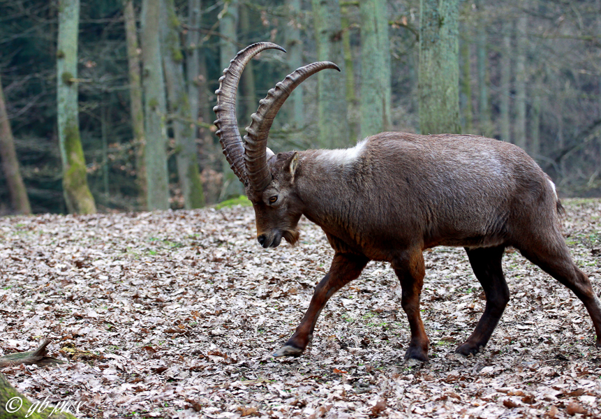 Alpensteinbock (Capra ibex)