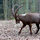 Alpensteinbock (Capra ibex)