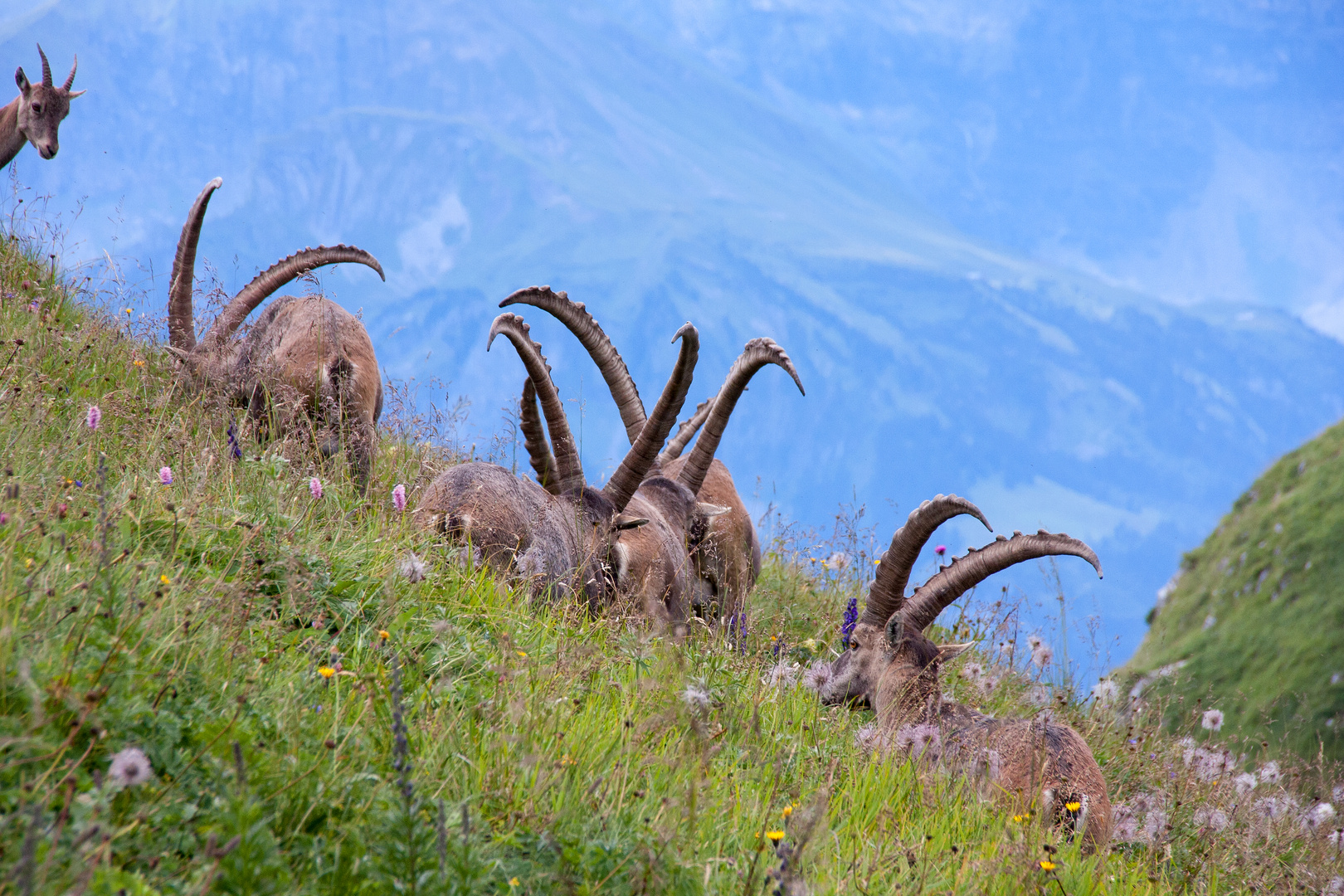 Alpensteinbock (Capra ibex)