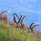 Alpensteinbock (Capra ibex)