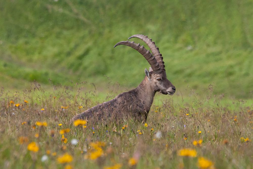 Alpensteinbock (Capra ibex)