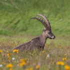 Alpensteinbock (Capra ibex)