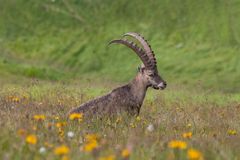 Alpensteinbock (Capra ibex)