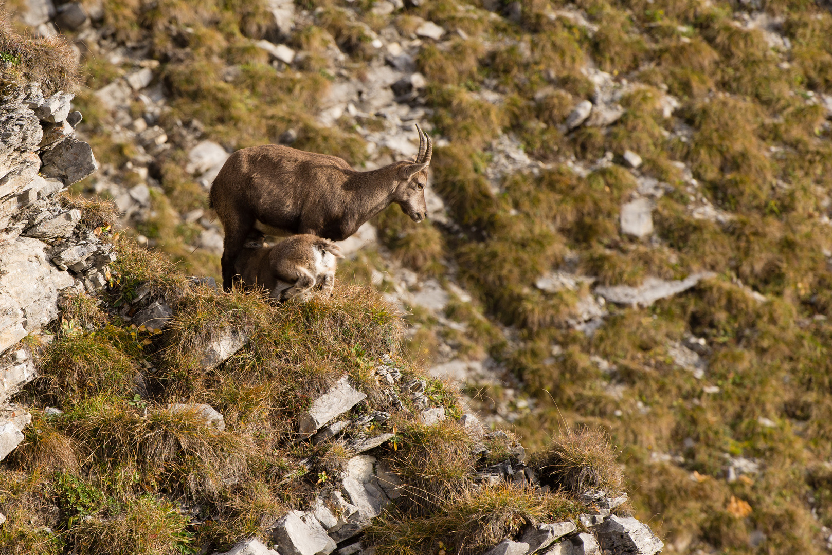 Alpensteinbock (Capra ibex); Frühstück