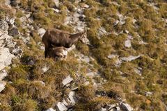 Alpensteinbock (Capra ibex); Frühstück