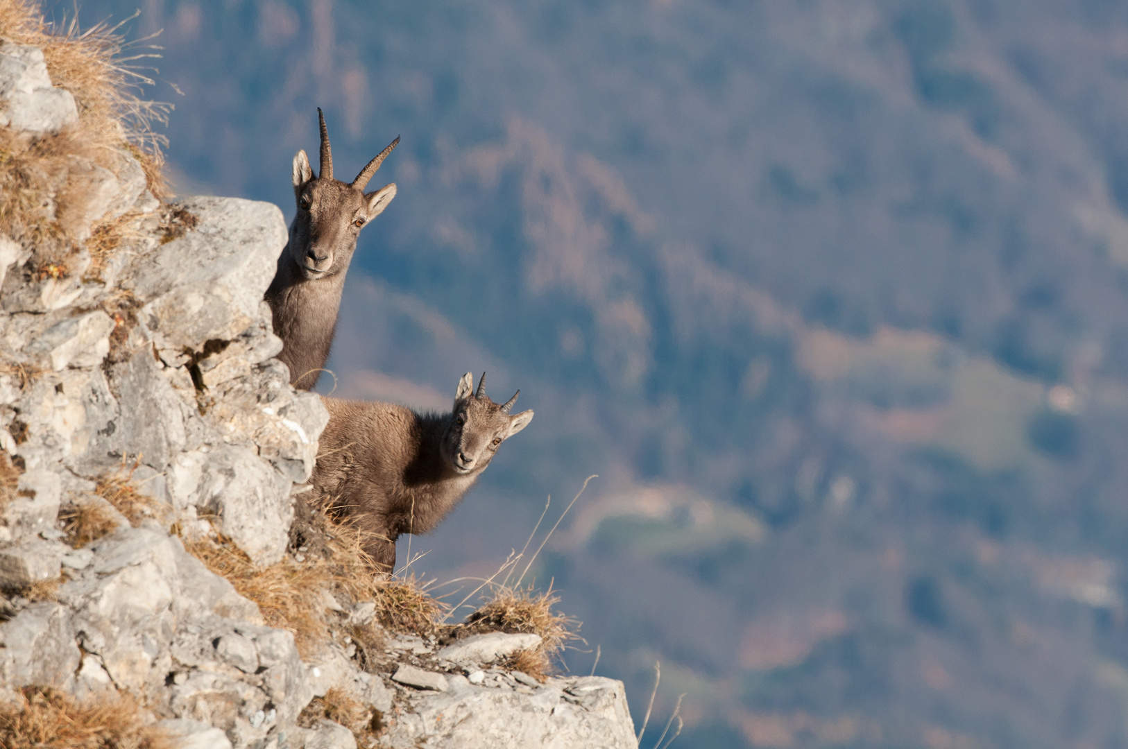 Alpensteinbock (Capra ibex); Geiss und Kitz