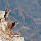 Alpensteinbock (Capra ibex); Geiss und Kitz