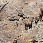 Alpensteinbock (Capra ibex); gut getarnt im roten Fels