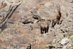 Alpensteinbock (Capra ibex); gut getarnt im roten Fels