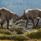 Alpensteinbock (Capra ibex); hin und her