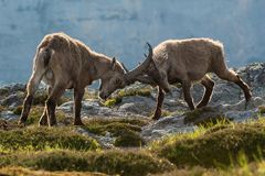 Alpensteinbock (Capra ibex); hin und her