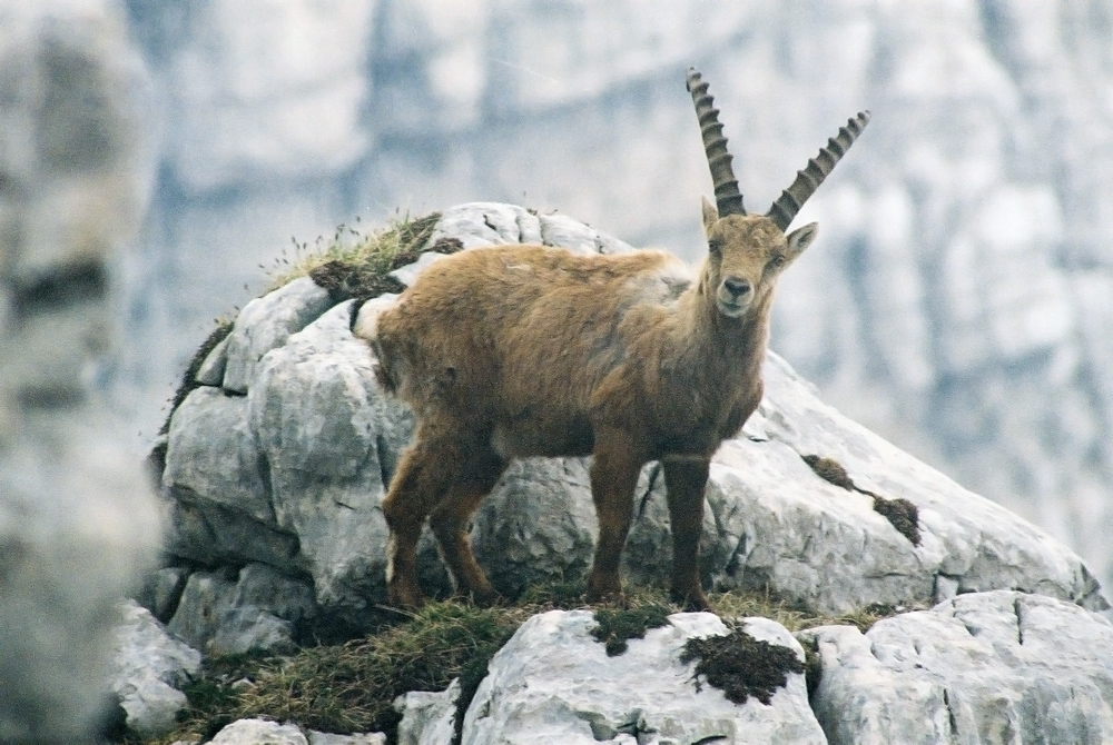 Alpensteinbock (Capra ibex ibex)