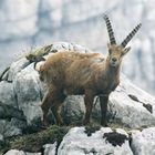 Alpensteinbock (Capra ibex ibex)