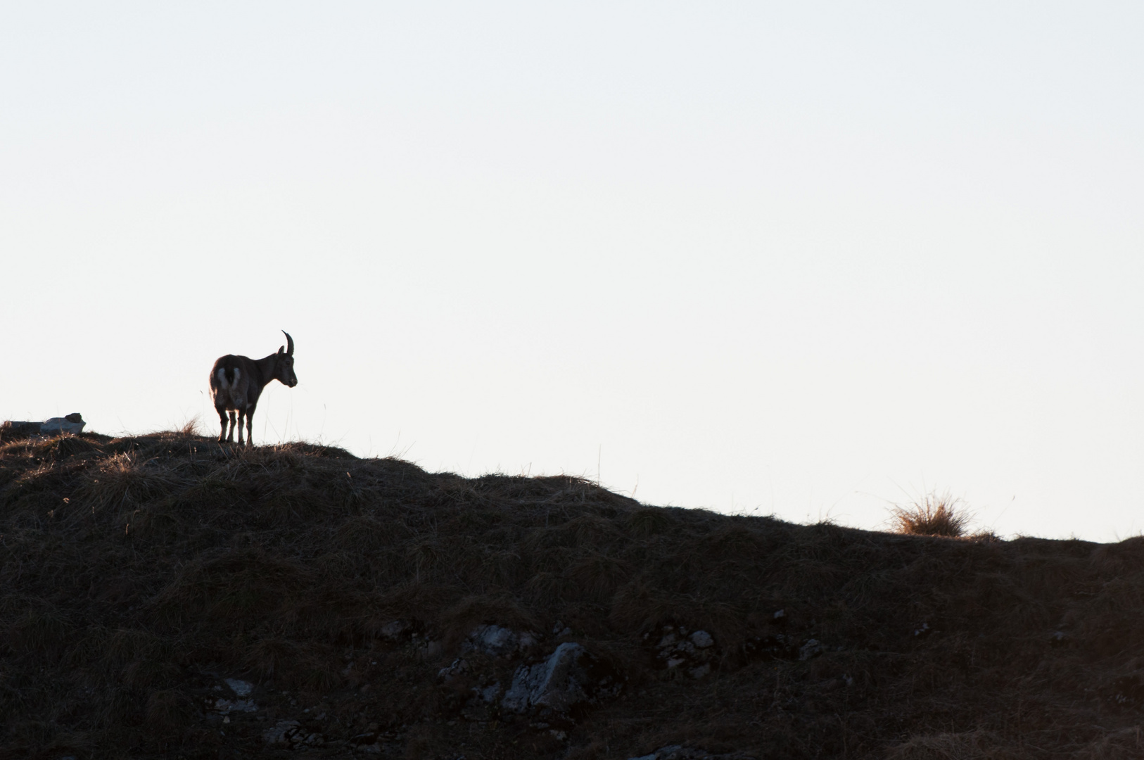 Alpensteinbock (Capra ibex); lonesome cowboy