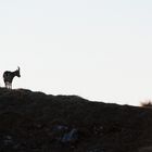 Alpensteinbock (Capra ibex); lonesome cowboy