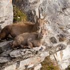 Alpensteinbock (Capra ibex); nach dem Frühstück