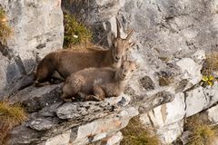 Alpensteinbock (Capra ibex); nach dem Frühstück
