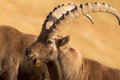 Alpensteinbock (Capra ibex), Portrait im Abendlicht I