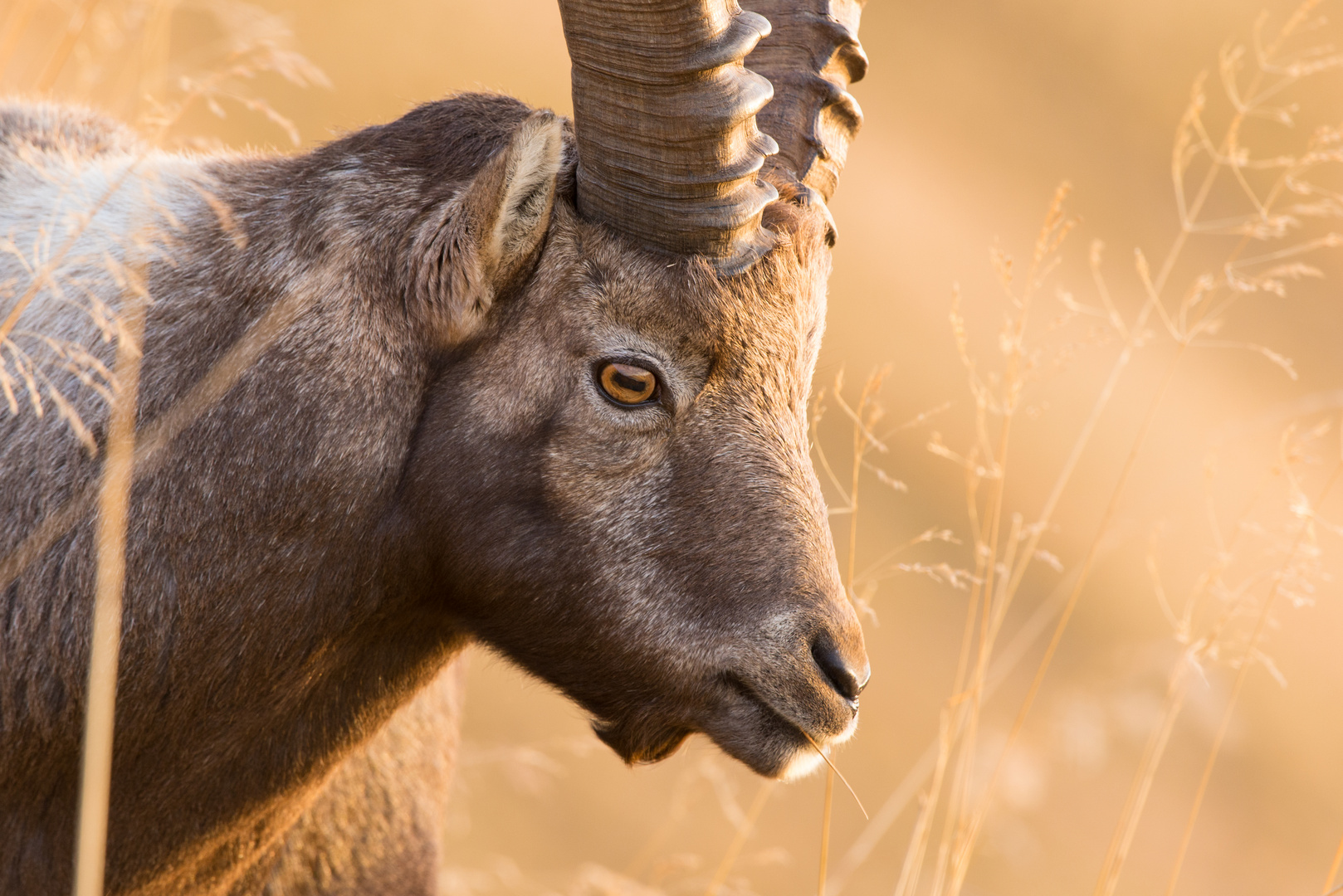 Alpensteinbock (Capra ibex), Portrait im Abendlicht II