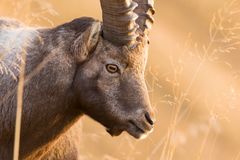 Alpensteinbock (Capra ibex), Portrait im Abendlicht II