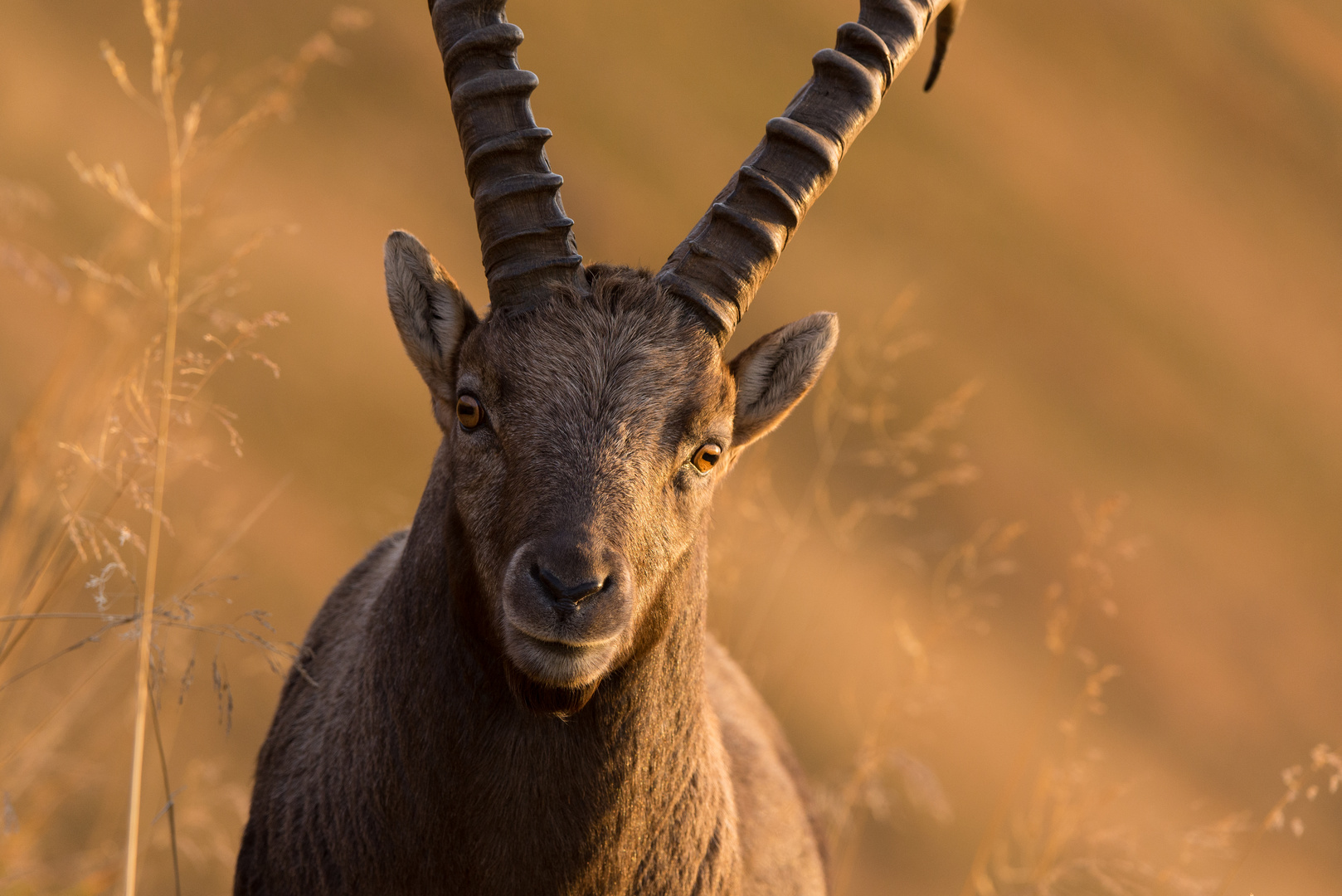 Alpensteinbock (Capra ibex), Portrait im Abendlicht III