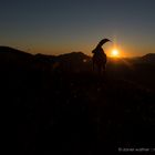 Alpensteinbock (Capra ibex); Sonnenaufgang I