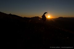 Alpensteinbock (Capra ibex); Sonnenaufgang I