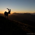 Alpensteinbock (Capra ibex); Sonnenaufgang II